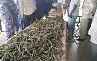 ضبط كمية كبيرة من حشيش (البنقو) بغرب كردفان